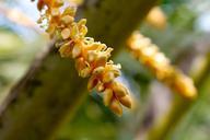 coconut-nature-caribbean-361287.jpg