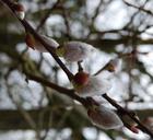 willow-catkins-road-aesthetic-70502.jpg