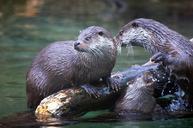 otter-animals-nature-50357.jpg