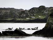 seals-rocky-coast-nature-fauna-667395.jpg