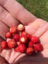 summer-berry-wild-strawberry-red-643191.jpg