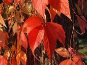 wine-partner-leaves-red-autumn-473282.jpg