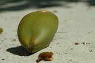 coconut-sand-maldives-230611.jpg