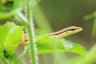 green-lizard-lizard-reptiles-499430.jpg