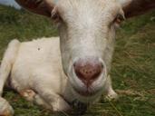 goat-head-face-white-close-up-489028.jpg