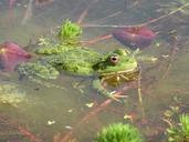 frog-green-nature-water-pond-568848.jpg