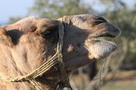 camel-animal-close-up-371888.jpg