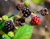 blackberries-autumn-dry-hoverfly-540402.jpg