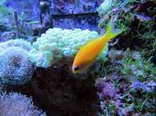 coral-coral-reef-tropical-fish-1079275.jpg