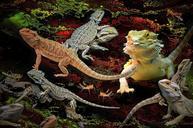 animals-lizards-agamas-596482.jpg