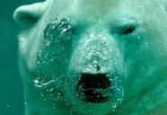 polar-bear-the-bear-water-484515.jpg