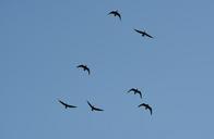 birds-flight-formation-nature-blue-1189231.jpg