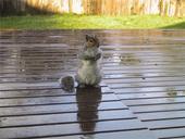 squirrel-deck-cute-fur-rodent-518143.jpg