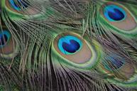 peacock-peacock-feathers-plumage-598669.jpg