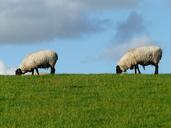 flock-of-sheep-sheep-pair-57695.jpg