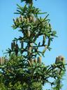 cone-tree-cones-green-pine-cone-265407.jpg