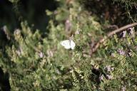 butterfly-white-rosemary-herb-1148845.jpg