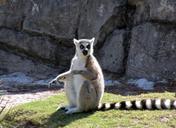 lemur-animal-lemurs-nature-cute-68668.jpg