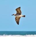 seagull-flight-fly-beach-sea-644551.jpg