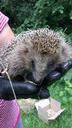 hedgehog-hand-glove-close-animal-203912.jpg