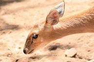 deer-animal-wildlife-wild-mammal-166941.jpg