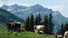 cow-mountains-cows-alm-pasture-454047.jpg