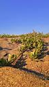 sand-bush-dune-desert-landscape-365995.jpg