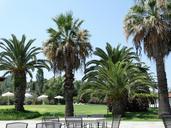 palm-trees-terrace-great-sea-palm-668802.jpg