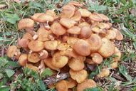 fungus-fungi-toadstools-mushrooms-517397.jpg