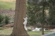 squirrel-white-rodent-climbing-599561.jpg