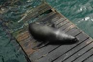 sea-lion-dock-sea-animal-water-1464043.jpg