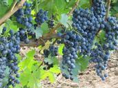 grapes-vine-vineyard-winery-wine-406269.jpg