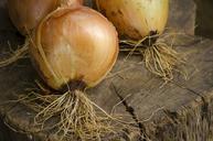 onion-vegetable-eat-718099.jpg