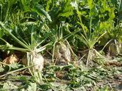 sugar-beet-harvest-agriculture-crop-837810.jpg