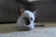 kitten-kitty-fur-cat-pet-animal-468911.jpg