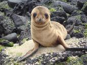 sea-lion-galapagos-1641036.jpg