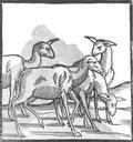 Guanacos-llamas-el-primero-imagen-en-europa-1553.jpg