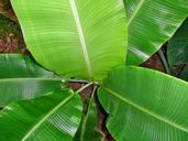 banana-leaves-plant-leafs-green-459393.jpg