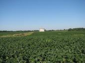 soybean-field-silo-farm-rural-685148.jpg