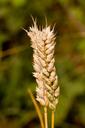 wheat-stalk-stalk-wheat-close-up-220472.jpg