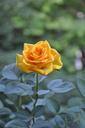 yellow-roses-summer-flower-810520.jpg