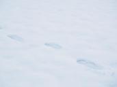 traces-footprints-snow-snow-tramp-919892.jpg