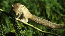 squirrel-animal-nature-cute-rodent-529365.jpg