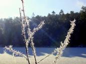 frost-cold-winter-shrubs-1107570.jpg