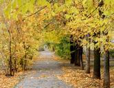 autumn-leaves-tree-autumn-leaf-1005442.jpg