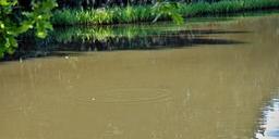 pond-water-reeds-brown-circles-111939.jpg