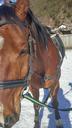 horse-bridle-saddle-brown-fur-650739.jpg