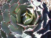 cactus-flower-plant-thorns-rosette-885273.jpg