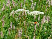 wet-meadow-meadow-snakes-knotweed-177375.jpg