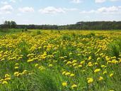 buttercup-dandelion-nature-summer-356315.jpg